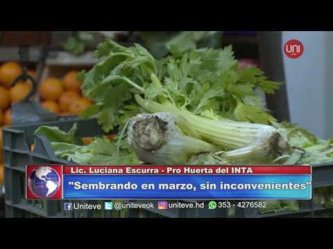 Cómo cuidar las plantas de las heladas