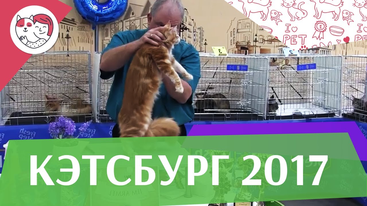 Кэтсбург 17 ilikepet