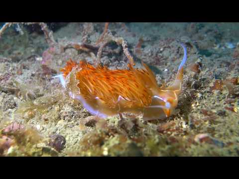 Dondice banyulensis