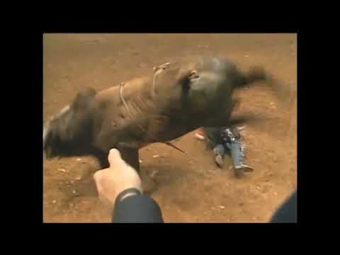 Red Wolf bucks Keith Adams - 98 PBR Birmingham