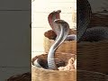 Indian Cobra Snake with charmer #cobra #snake #charmer #wow #music #harp #nature #wildlife HA27991