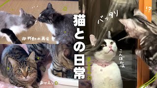 【ねことの日常Vlog】 外猫ちゃんとうちの子たちの交流会！？‪✨️ | もじゃもじゃ兄弟再会…！埼玉組が集結しました🤝*.+ﾟ 【保護猫シェルター】