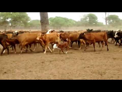 100 vaquillonas con 100 crias al pie. Conocen garrapata.