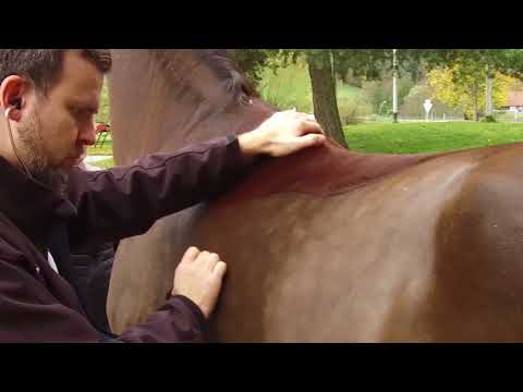 Die Auktionspferde sind da! Marbacher Wochenende am 4./5. November 2017