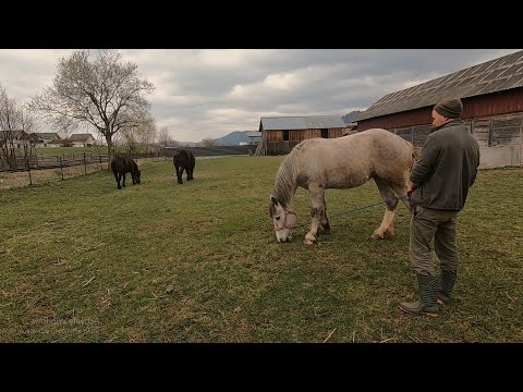 Cornel Trufan's mares from Vatra Moldovitei