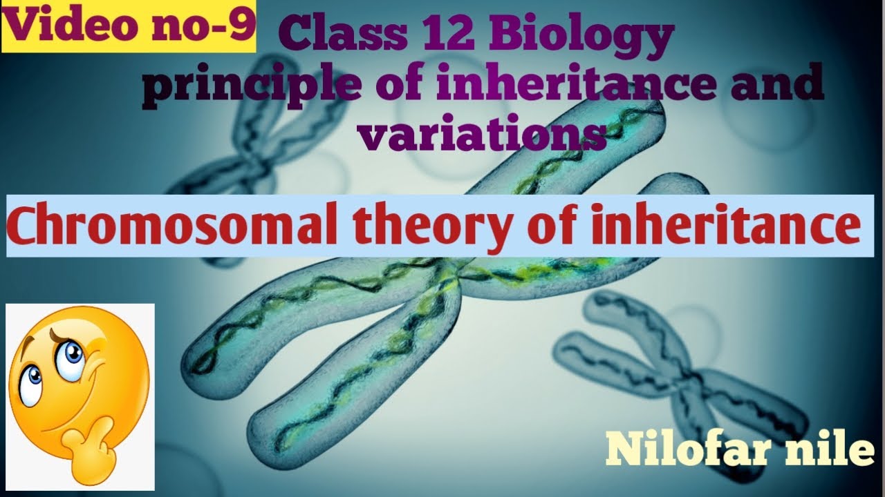 chromosomal theory of inheritance | sutton and boveri |