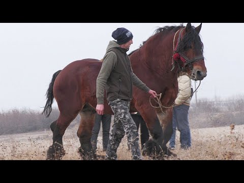 Armăsarul domnului Andraș de la Ghimeș-Făget - Bacău