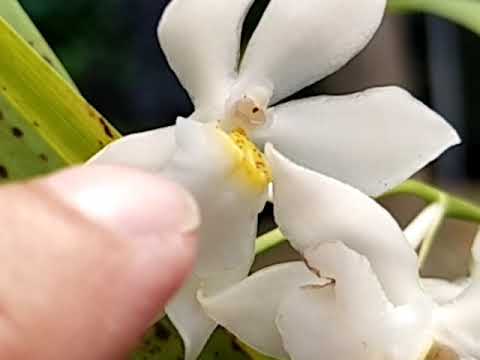 Cuitlauzina pulchella