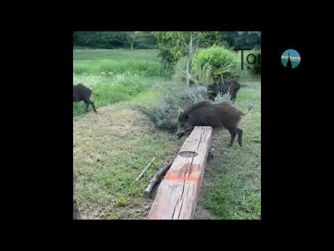 Cinghiali scorrazzano di fronte a un giardino al Boschetto di Nichelino