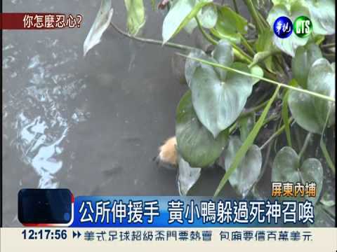 黃小鴨遭棄放水流 上百隻凍死