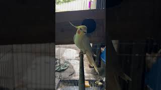 Download lagu Falk Lutino Gacor. #cockatiels #parkitaustralia #falk #falkaustralia #parkit . #shorts mp3
