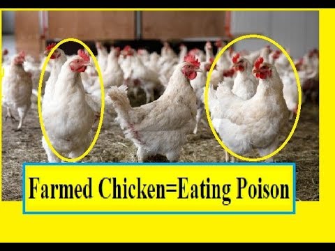 Colistin antibiotics