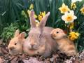 Happy EASTER DAY - YouTube