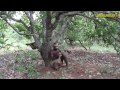 Aja Ikpeazu 4 - 2015 Latest Nigerian Nollywood Movies