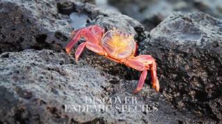 Expedition Galapagosinseln mit Silversea Expedition Galapagosinseln mit Silversea