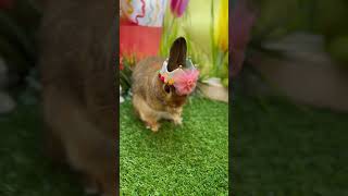 花冠うさぎ（数年前のやつ #ネザーランドドワーフ #rabbit #うさぎパパ #うさぎ #bunny #うさすたぐらむ #cute ）
