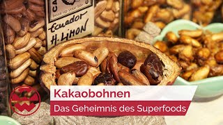 Kakaobohnen: Das Geheimnis des Superfoods - GenussMomente | Welt der Wunder