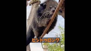 これはパンダですか？ #animals #動物プロダクション #動物 #自然 #癒し