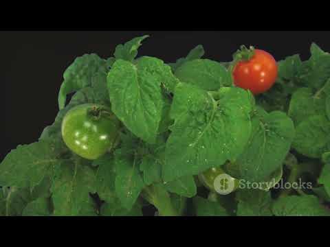 Stages of growth of tomato plant from Badra to tomato production