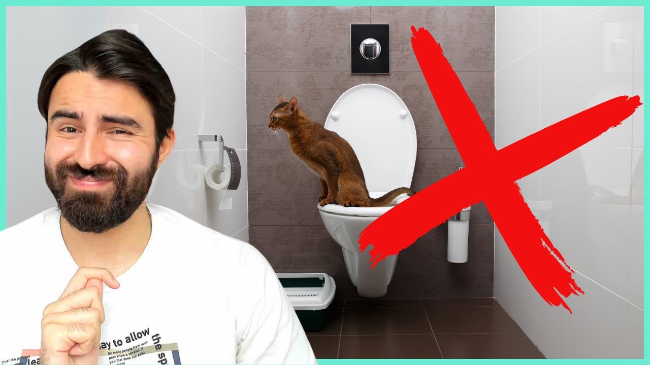 Jamais Treine Seu Gato Para Fazer ISSO!