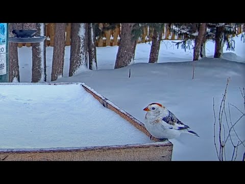 New Cam Species! Snow Bunting Visits Ontario Feeders For First Time – March 25, 2025