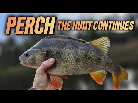Perch Fishing on the River  -  The Hunt Continues!