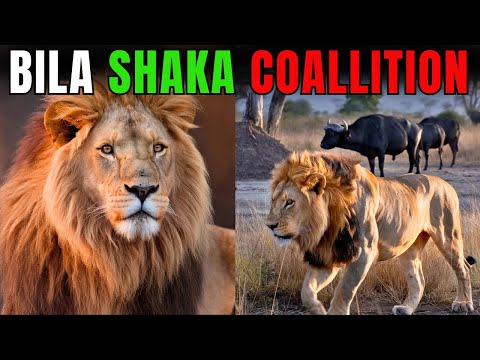 Bila Shaka The Strongest Lion Coalition in Masai Mara
