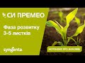 Насіння кукурудзи СІ ПРЕМЕО