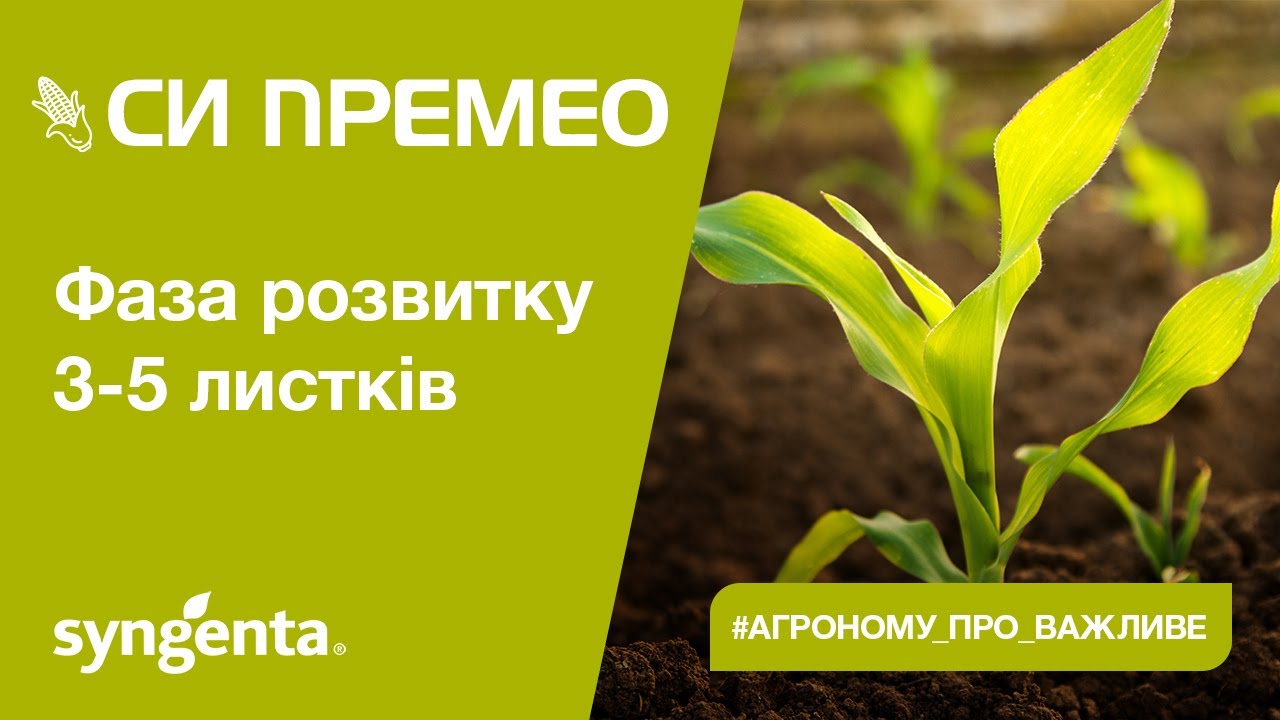 Насіння кукурудзи СІ ПРЕМЕО