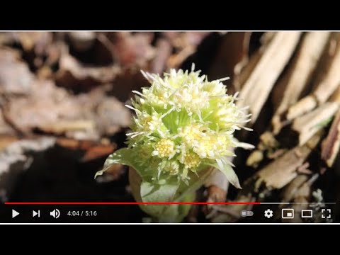PESTWURZ oder SCHNEE-PINSELBLUME - die weiße Magie Merlins | Christoph Pollak