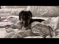 Puppy Yawning Puppy Relaxing Puppy Laying In Bed Winer Dog Puppy In Bed Sausage Dog