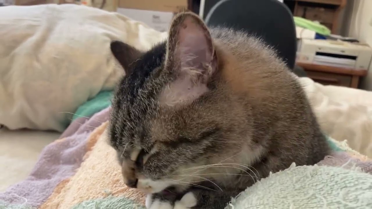 一所懸命に毛繕いする茶ネコ  cute cat