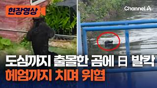 도심까지 출몰한 곰에 日 발칵…3일 만에 마취총으로 포획 [현장영상] / 채널A