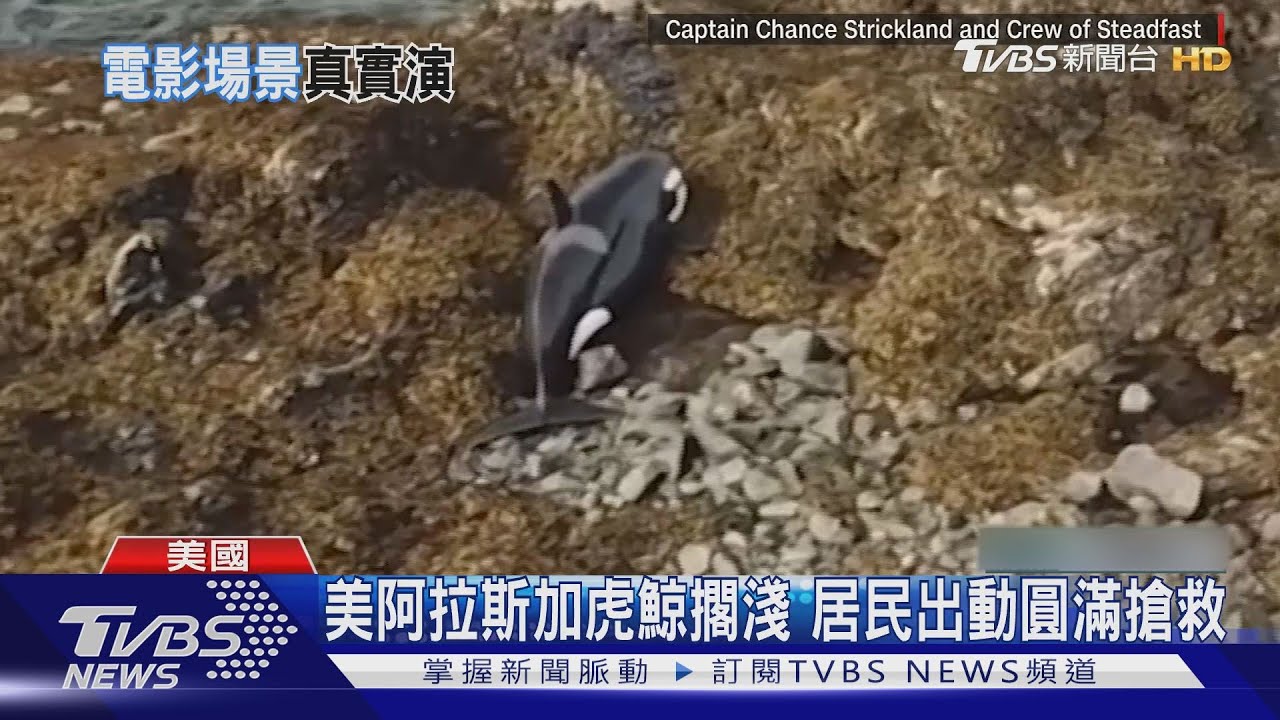 美阿拉斯加虎鯨擱淺 居民出動圓滿搶救