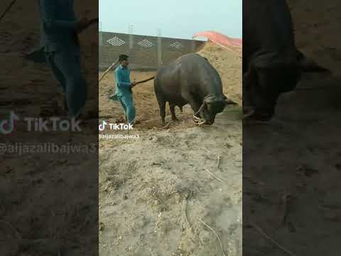 عیدالاضحی(Eid-al-Izhaa) Buffalo Qurbani Funny video 2022