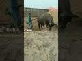 عیدالاضحی Eid Al Izhaa Buffalo Qurbani Funny Video 2022