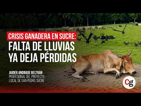 CRISIS GANADERA EN SUCRE