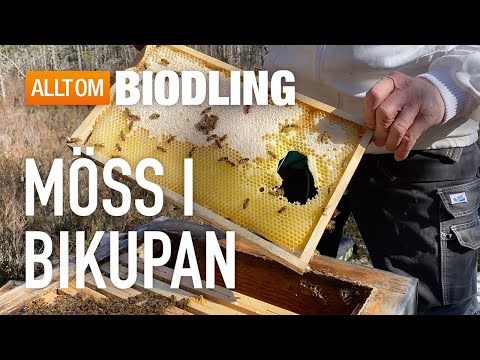 Möss i bikupan - Bihälsa - Biodling