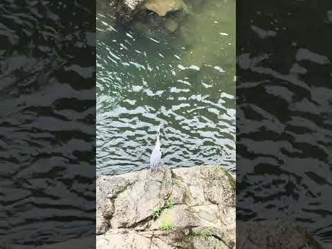 Moment of truth :free as wild birds sound clips , or bird disappeared ? #photoshop #videoediting