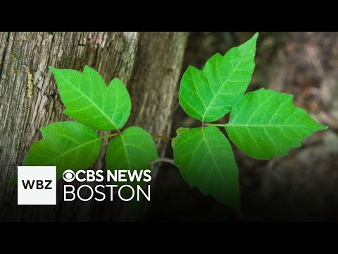 Is poison ivy rash contagious? Dr. Mallika Marshall explains