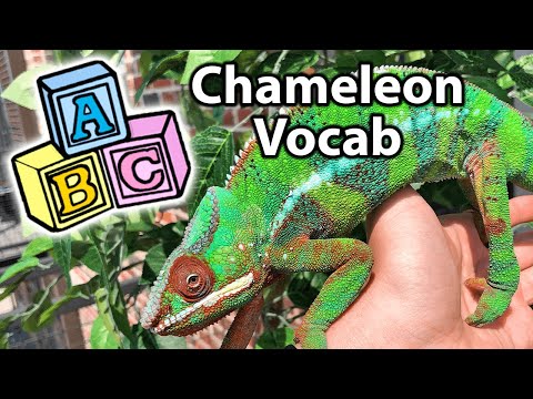 , title : 'Common chameleon terminology'