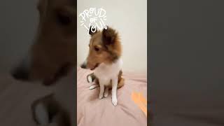 Sheltie Sit Pretty | Dog Training
