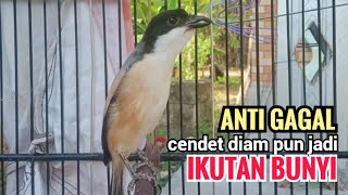 Download lagu Suara Cendet Gacor Toet toet Efektif Anti Gagal Bikin Cendet Malas pun Langsung Nyaut Bunyi Seketika mp3