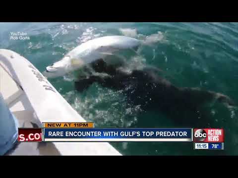 Massive hammerhead caught on video stealing tarpon from captain's hands