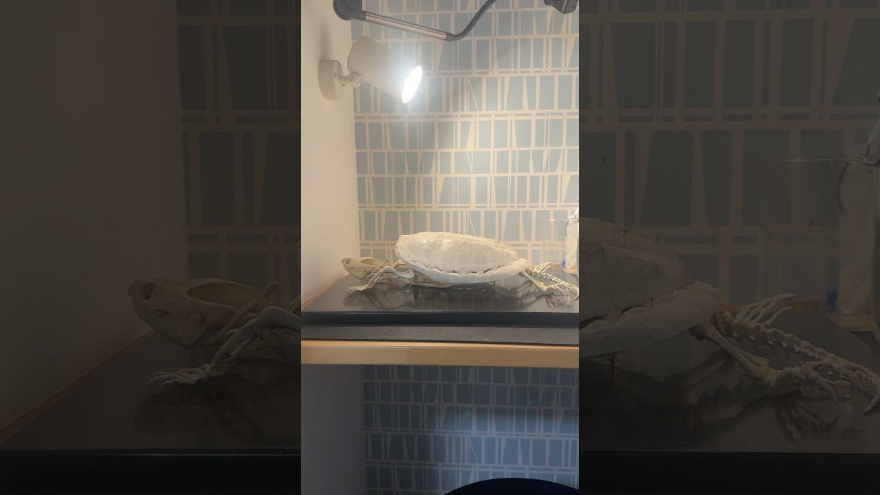 カミツキガメの骨格標本#いのししの人 #骨格標本 #skeletalspecimen @marsy-catchinghunting