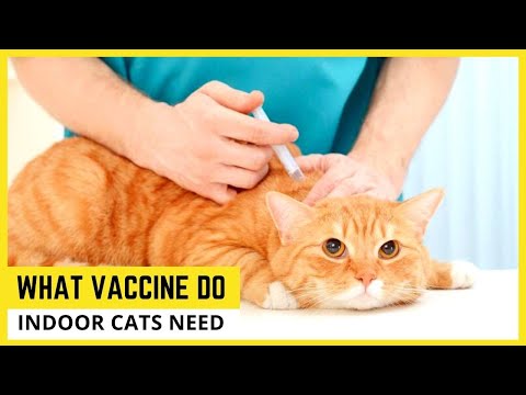 What Vaccines Do Indoor Cats Need🐱Things to Know About Cat Vaccination