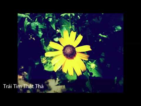 Trái tim thật thà - Lê Hiếu