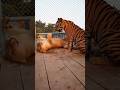 A Tiger's love for a lioness♥️❤️🦁 part 2🐯#shorts#tiger#lioness#love#viral#viralvideo#shortsviral