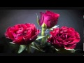 Kurt Elling / Never My Love