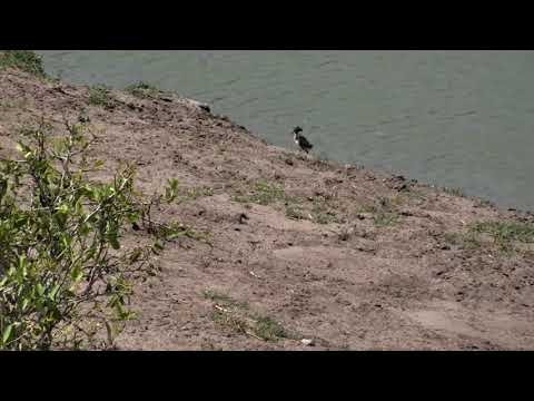 Djuma: Blacksmith Laping chick  at the pan - 13:36 - 11/22/18